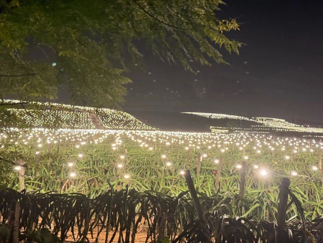 大晚上的，为什么不让火龙果睡觉？