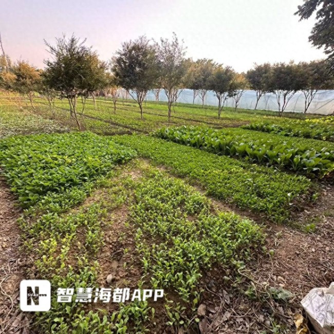 “共享菜地”在福州兴起