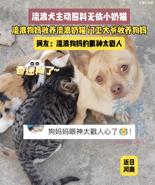 门卫收养的流浪狗收养了小奶猫 温暖一幕感动网友
