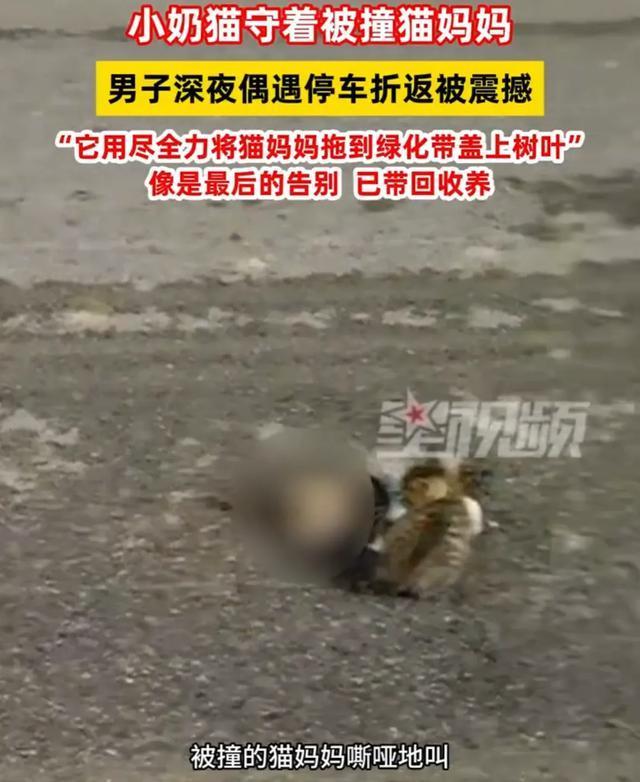 小猫将去世猫妈妈拖进绿化带盖上树叶