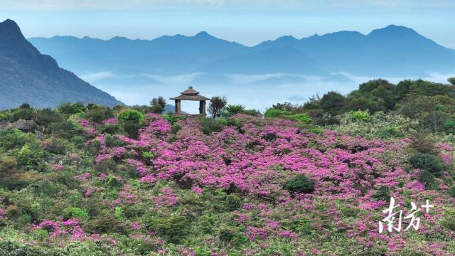 文化中国行·清明 | 人间芳菲寄相思，四野澄明万户春