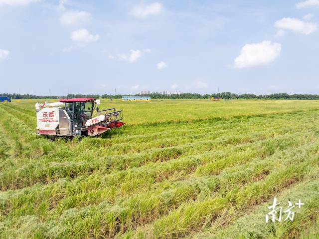 珠海市金湾区平沙镇水稻种植示范基地千亩盐碱地晚稻迎来集中收割期。南方+记者 关铭荣 摄