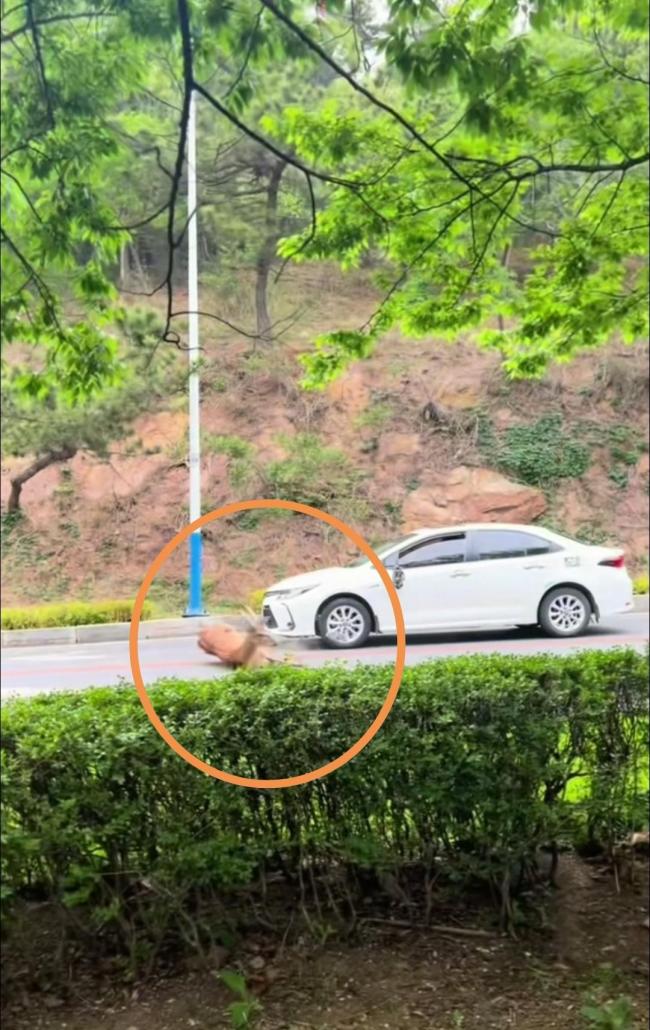 梅花鹿横穿马路被车撞倒后跑进丛林