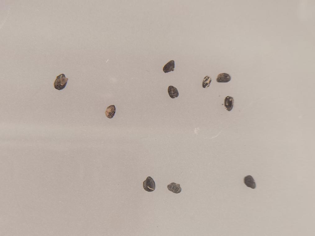 这是宝墩遗址展馆内陈列的约有4500年历史的碳化稻谷。(摄于2022年9月23日)新华社记者 李倩薇 摄