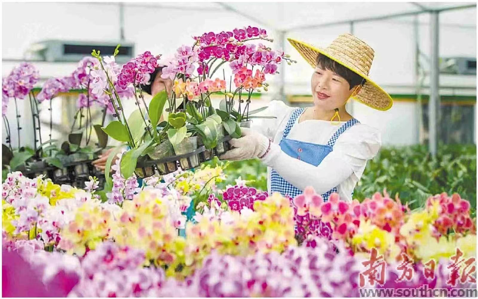 图为工人进行兰花培育。上林县融媒体中心供图