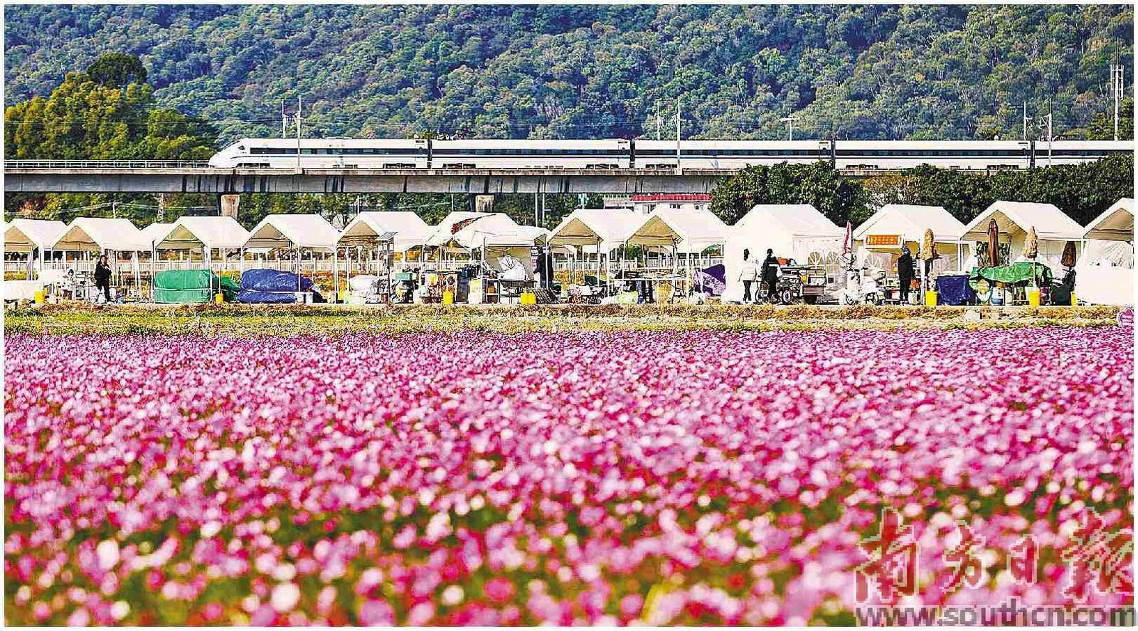 中山市南朗街道崖口村近年来大力推动农文旅融合发展，吸引大量游客慕名而来。资料图片