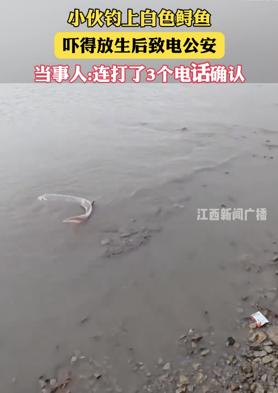 小伙钓上白色鲟鱼放生后致电公安
