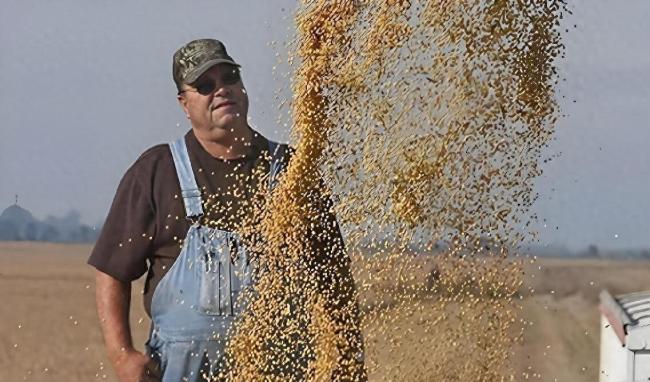 巴西大豆涨价反遭滞港教训