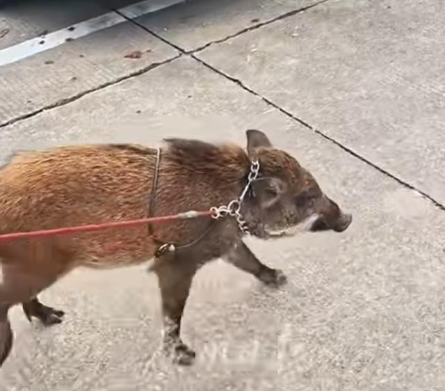 男子收养野猪1年长到150斤