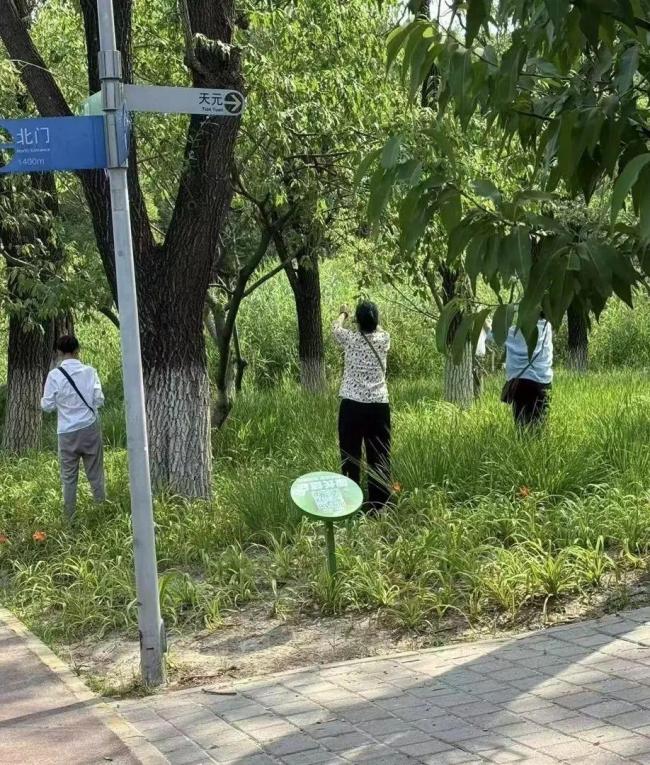 北京奥森游客摘20斤杏引热议!园方:残留农药别吃