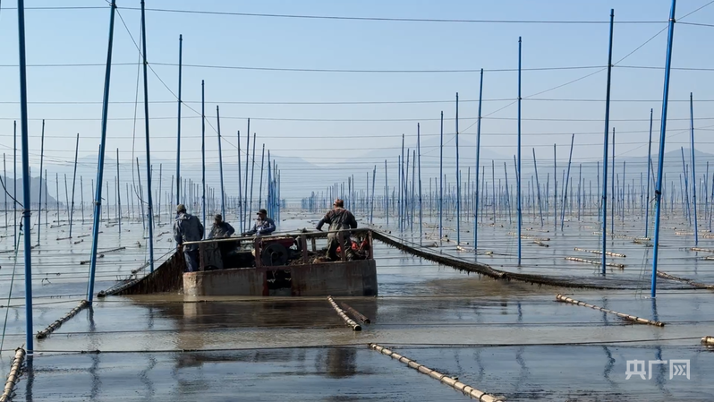 行进的海岸线｜从“毛竹海”到“玻璃杆” “中国紫菜之乡”撬动十亿元产业
