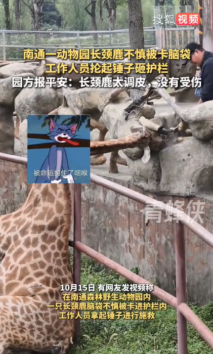 长颈鹿脑袋被卡 工作人员抡锤救它