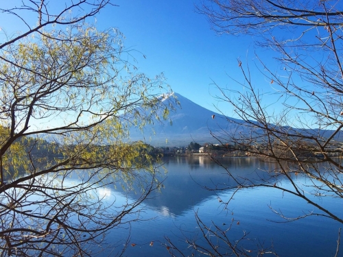 为富士山靓景乱砍邻居树