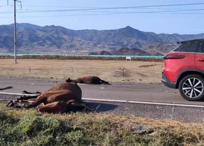 自驾游游客撞死6匹马 律师称双方均担责