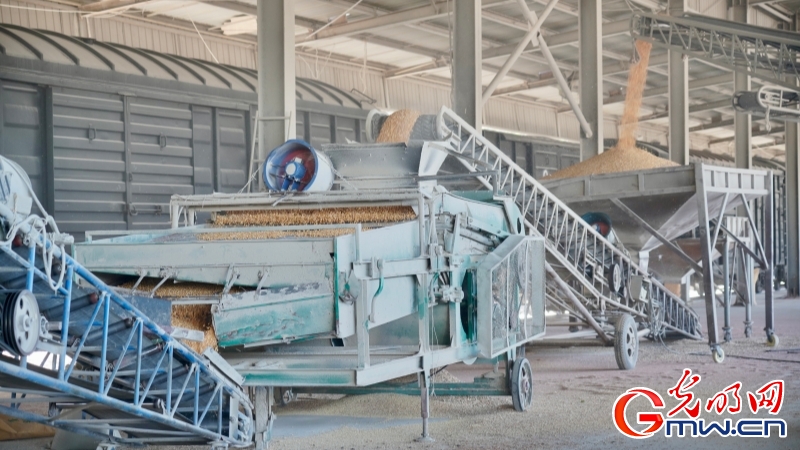 畅通北粮南运 国铁沈阳局有效解决粮食运输“最后一公里”