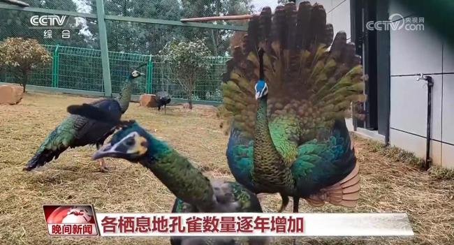 国际生物多样性日
