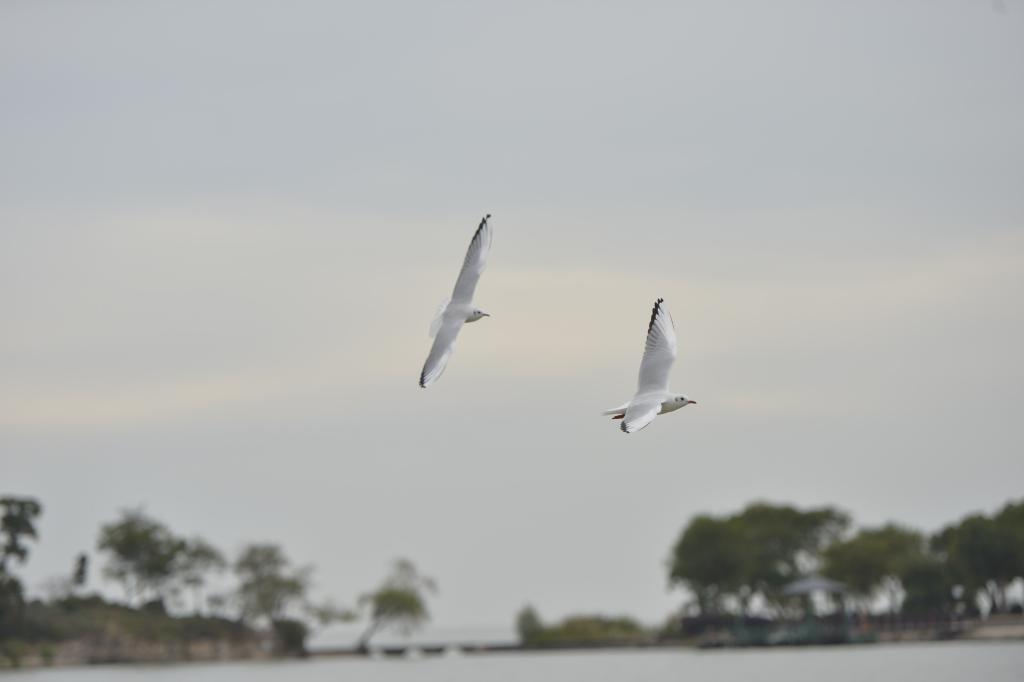 四中全会精神在基层丨太湖新生记：一湖清水的绿色攻坚战