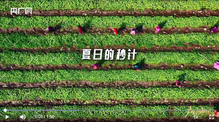 声动中国|沿着北纬30°,寻找被夏天宠爱的烟火角落 声动中国|沿着北纬30°,寻找被夏天宠爱的烟火角落