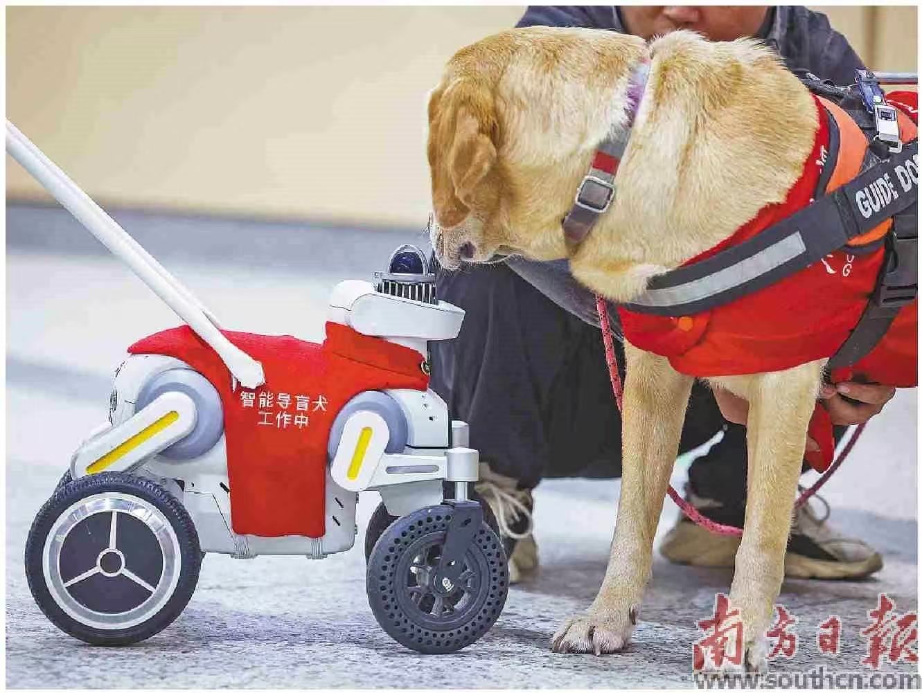  以科技手段为残特奥会保驾护航，深圳地铁在赛事期间启用了智能“导盲犬”。图为黄木岗站，导盲犬遇上“导盲犬”。南方日报记者 朱洪波 摄