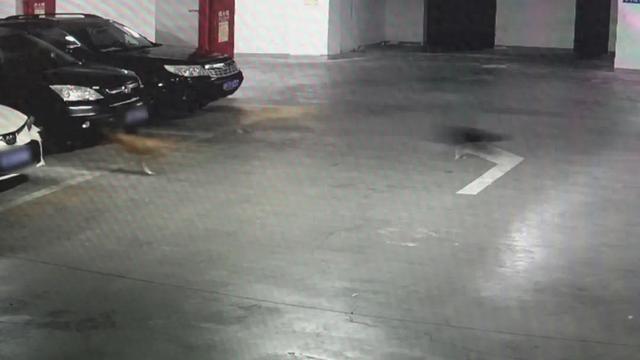 北京流浪猫狗车库“大战”，重伤汽车，车主只能认倒霉？法院判了