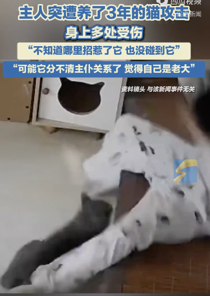 女子被养了3年的猫突然攻击 主人懵了不知所措