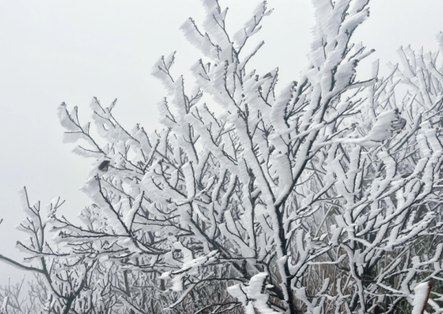 12月25日早晨，连山金子山的冰挂。图/@清远天气