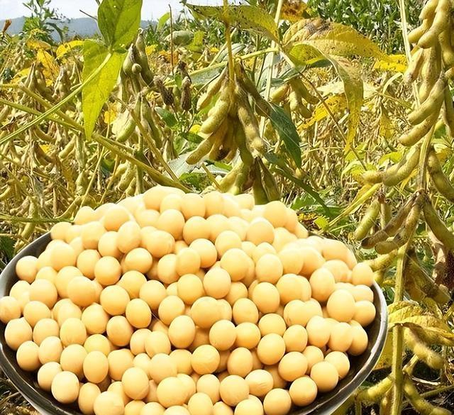 中美20年四次大豆博弈