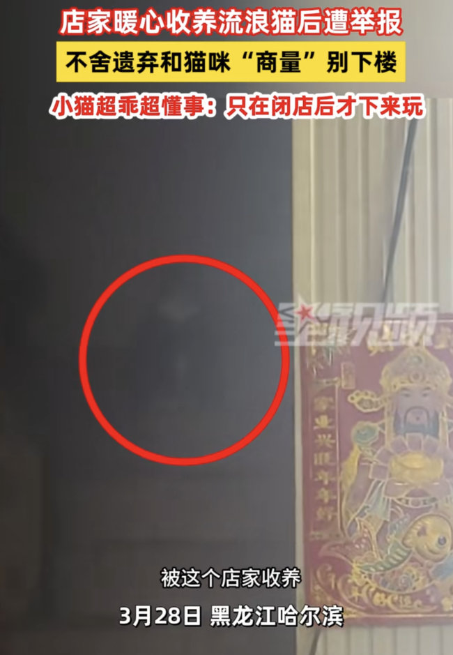 店家暖心收养流浪猫后遭举报