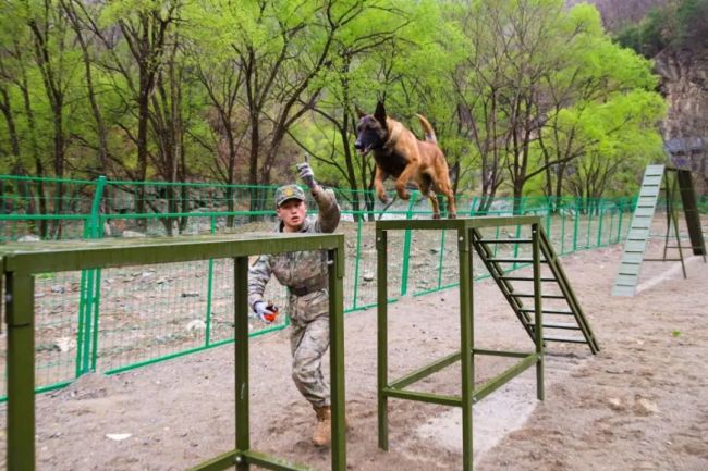 信任+默契+苦练!直击火箭军某部军犬集训现场