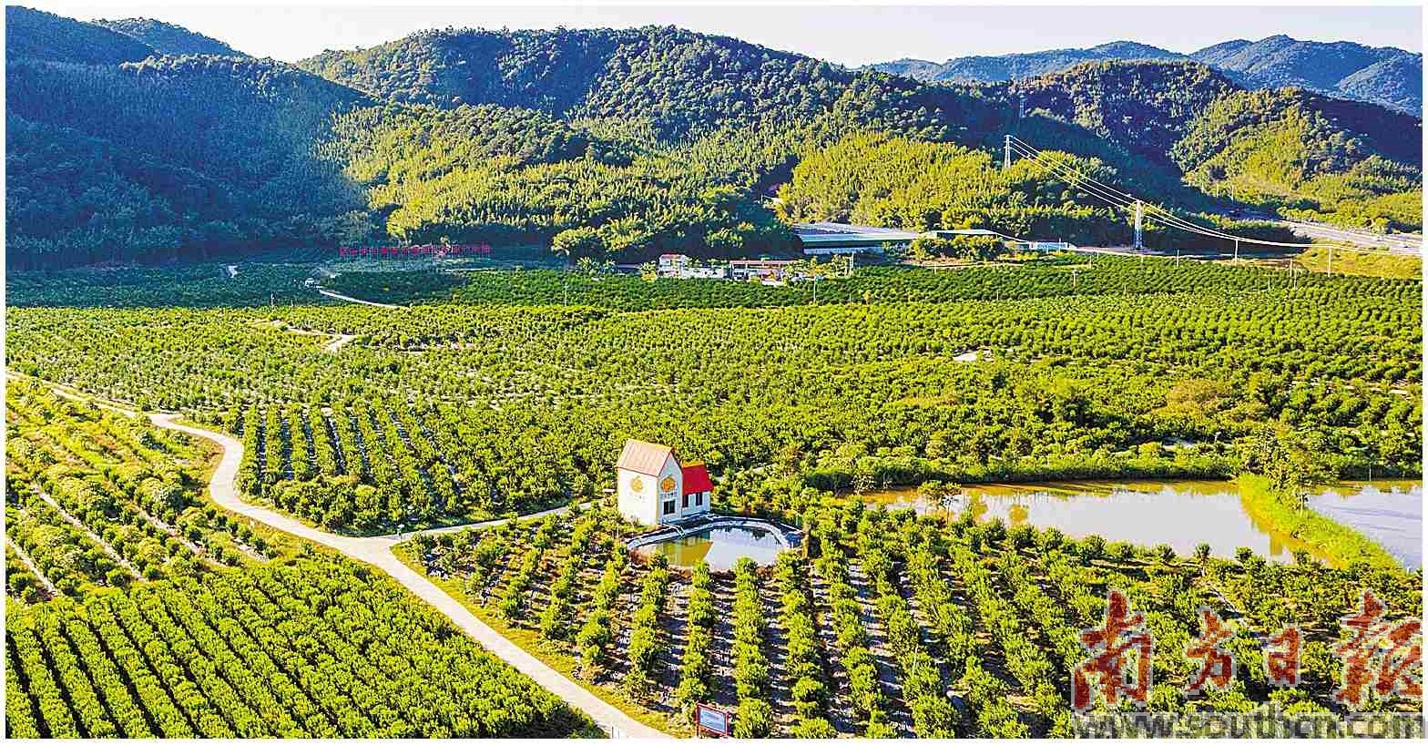 肇庆四会市沙糖桔省级现代农业产业园。南方日报记者 石磊 见习记者 赵子杰 摄