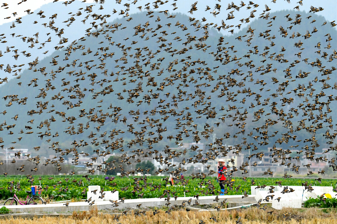 每年都有大批候鸟抵粤过冬（通讯员供图）