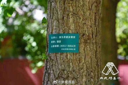 莫言在地坛认养了一棵银杏树