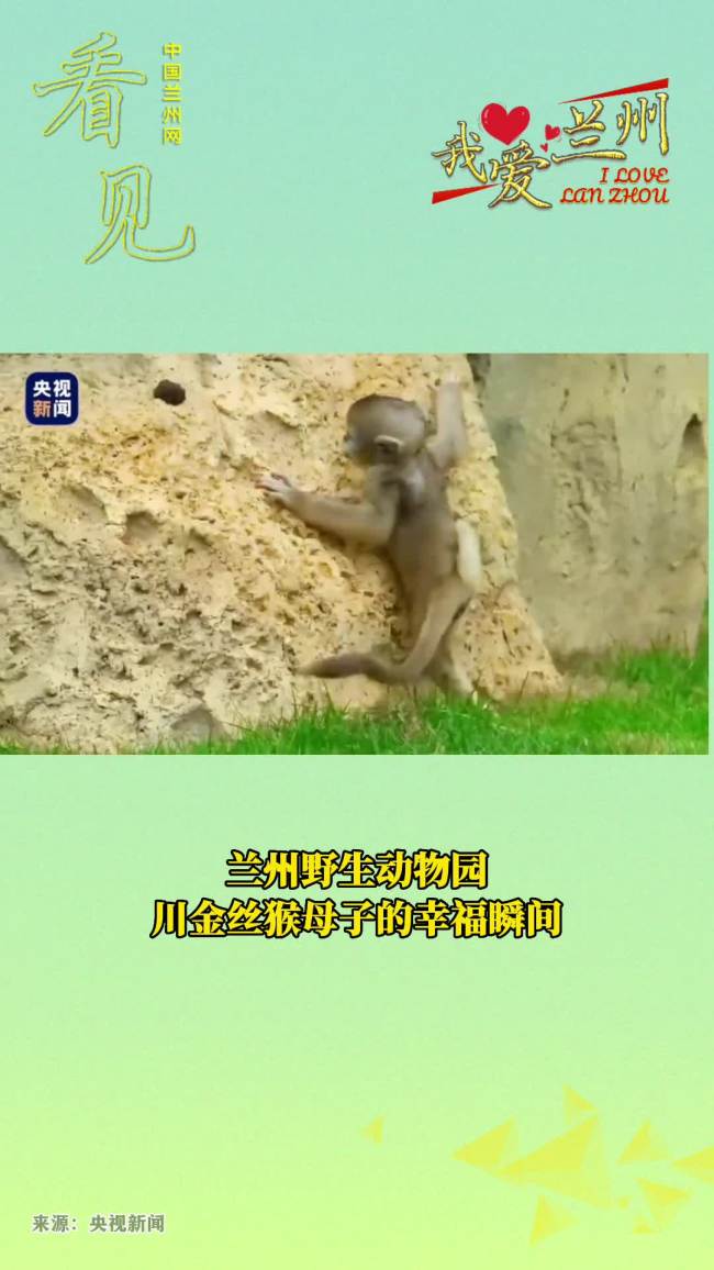 产仔季添丁 这家动物园为金丝猴幼崽办“出生宴”