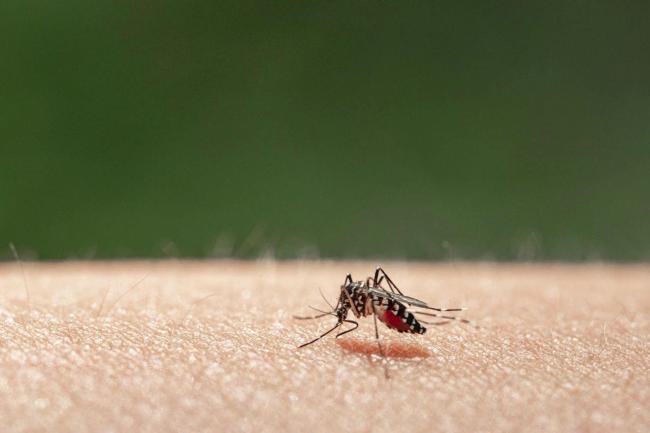 被这种蚊子咬别大意 出现这些症状速就医