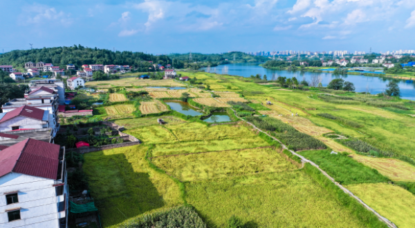 【理响中国·一线探新】产业振兴绘就“诗画田园”