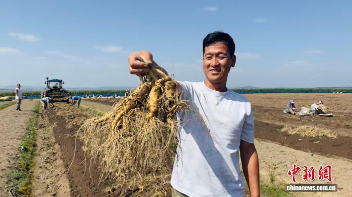 （乡村行·看振兴）长白山下“参”情巨变：产业转型迎来金色丰收季