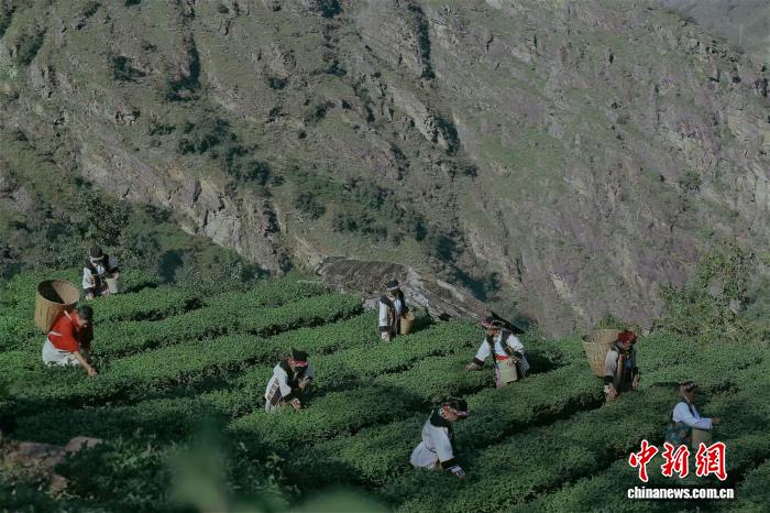 茶马古道新茶香：一片叶子的振兴路