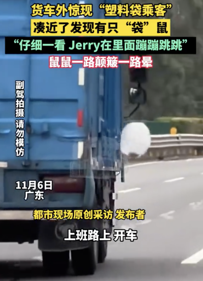 货车外惊现“袋”鼠乘客