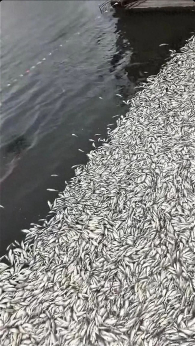 黑龙江一水库漂浮大量死鱼