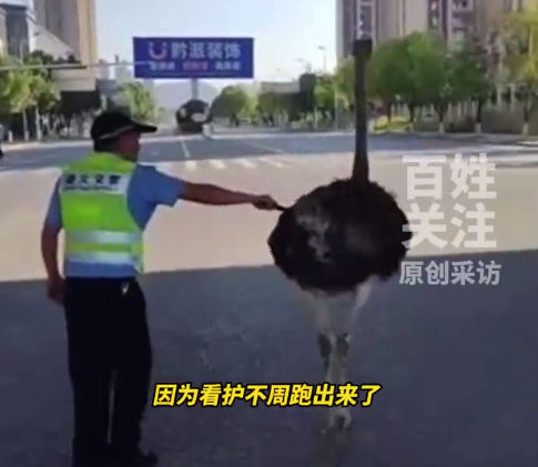 遵义街头现一只鸵鸟暴走狂奔 网友:最牛“违章者”