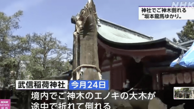 日本京都中京区的武信稻荷神社发生古树倒塌事故,一棵拥有850年历史、被当地人尊为“神木”的23米高榕树,于上周六(24日)上午突然倒塌。 日本京都中京区的武信稻荷神社发生古树倒塌事故,一棵拥有850年历史、被当地人尊为“神木”的23米高榕树,于上周六(24日)上午突然倒塌。