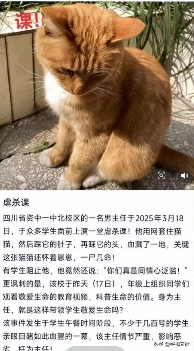 教育局回应安保处主任当学生面虐杀猫
