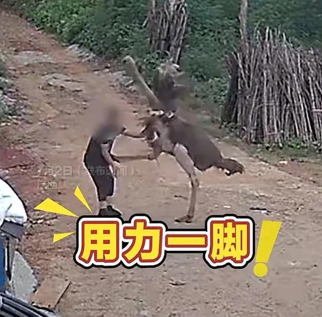 男子抚摸自家鸵鸟被踢开