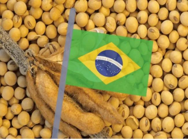 美国蜂农称后悔投票给特朗普
