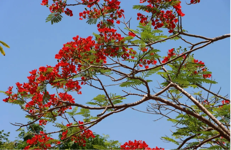 云浮郁南 ：又到凤凰花灼灼的夏天