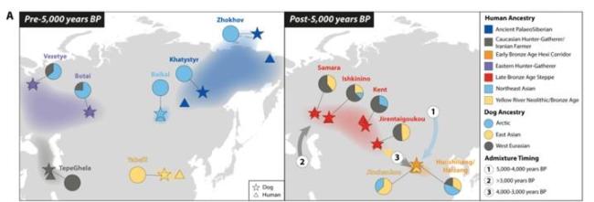 科学家揭家犬同人类近万年迁移历史