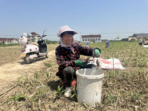 高质量发展看中国|小小大蒜种出“辣”经济