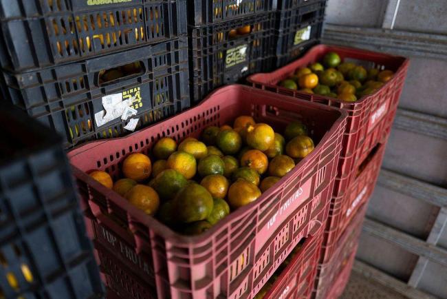 美加征关税影响巴西约7.7万吨水果出口