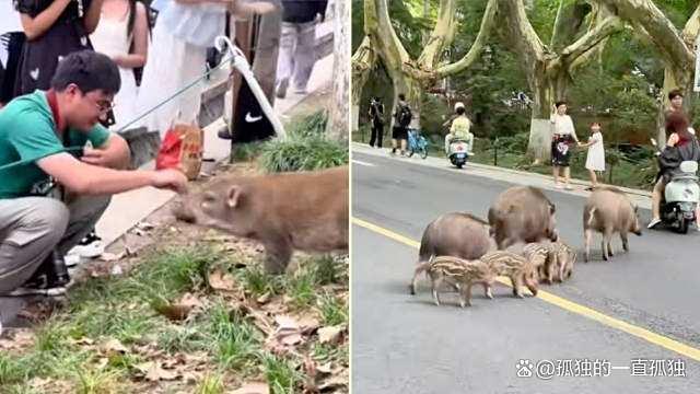 南京梧桐大道野猪被游客投喂