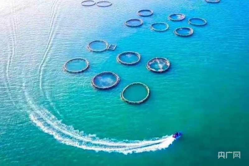 湛江海洋牧场(央广网发 图片来自南方农村报)